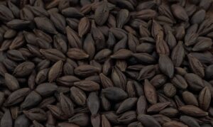 connu au Japon sous l’appellation de « Muchiga »