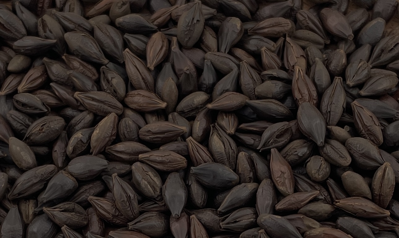 connu au Japon sous l’appellation de « Muchiga »