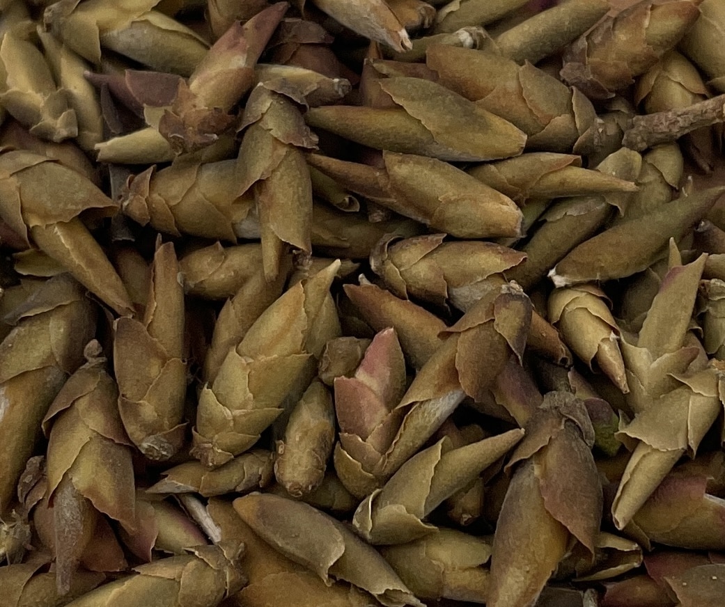 Thé blanc d'origine Ya Bao fait de bourgeons sauvages encore fermés en forme de petite pointe.